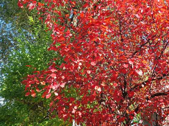 Some spectacular fall colour on a Thunderchild Flowering Crab (Colleen Zacharias)