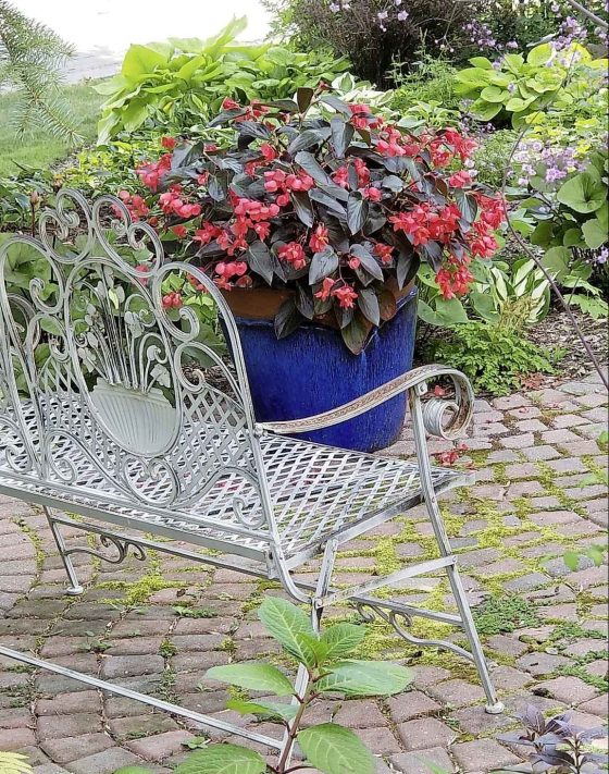 Dragon Wing Red Bronze Leaf begonia, new for 2024 (Colleen Zacharias)