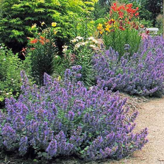 Dropmore Bue Catmint (Bernadette Vangool)