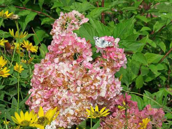 Western White butterfly (Colleen Zacharias)