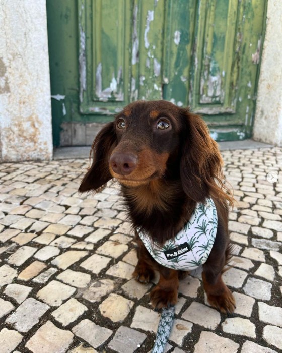 Aldous, my daughter's dog. (Instagram: @aldousdeteckel)