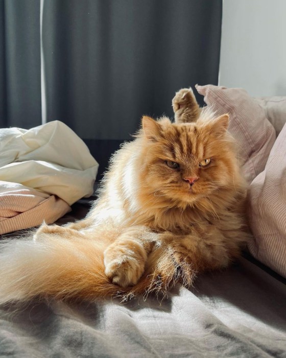 Álvaro, my daughter's cat. (Instagram: @alvaroelpersa)