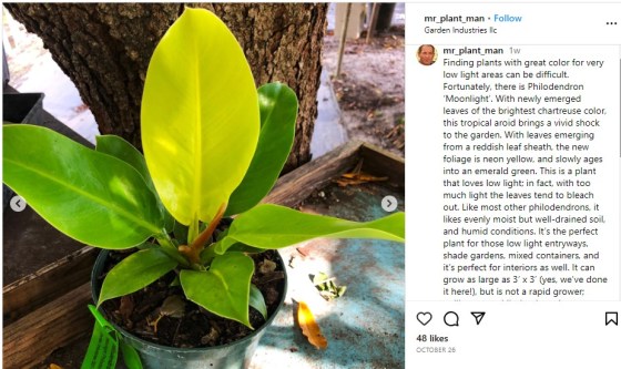 David Bache describes the Moonlight philodendron on his Instagram account. (Instagram)