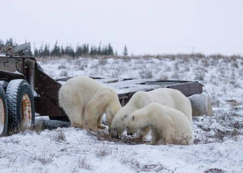 TRINA MOYLES PHOTO 
                                A mother bear and her two cubs feed on spilled hydraulic fluid outside Churchill. Improving waste management is key to better coexisting with polar bears, locals say.