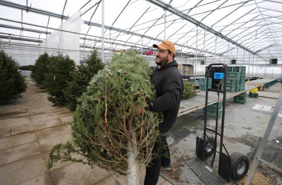 Lee Galindo, general manager at Schriemers Market Centre, saw Christmas tree sales begin to pick up this past weekend. (Ruth Bonneville / Winnipeg Free Press)