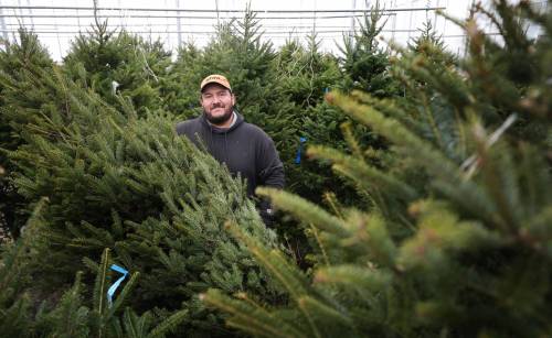 RUTH BONNEVILLE / WINNIPEG FREE PRESS
                                Christmas tree sales Schreimerճ Green House GM, Lee Galindo for more snow and colder weather to get people to come in and buy them out of Christmas trees and arrangements. Lee says that due to warm temperatures and little snow, people are slow to buy this year. Last weekend Christmas Tree sales were up and product is starting to move again though. Nicole Buffie story Dec 4th, 2023