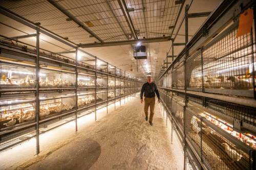 MIKAELA MACKENZIE / WINNIPEG FREE PRESS
                                Kurt Siemens in the pullet barn, which holds 21,000 two-and-a-half week old chicks (and is kept at the warmest temperature), near Rosenort on Monday, Dec. 4, 2023. Siemens is one of many farmers asking the federal government for an exemption on carbon pricing for natural gas and propane used on the farm Ѡfor him, that would mean an exemption on the carbon price heating his chicken barns.