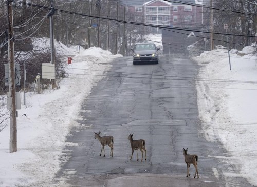Deer roam through Truro, N.S., on Friday, Jan. 14, 2022. A First Nation in Nova Scotia has collaborated with a celebrity chef to offer band members nutritious meal kits that feature meat from nuisance deer shot by bow hunters during an annual cull. THE CANADIAN PRESS/Andrew Vaughan