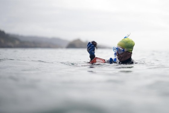 Keevan Harding places urchins in a net bag during an event to remove them with the hope of restoring kelp forests near Caspar, Calif. (Gregory Bull / The Associated Press files)