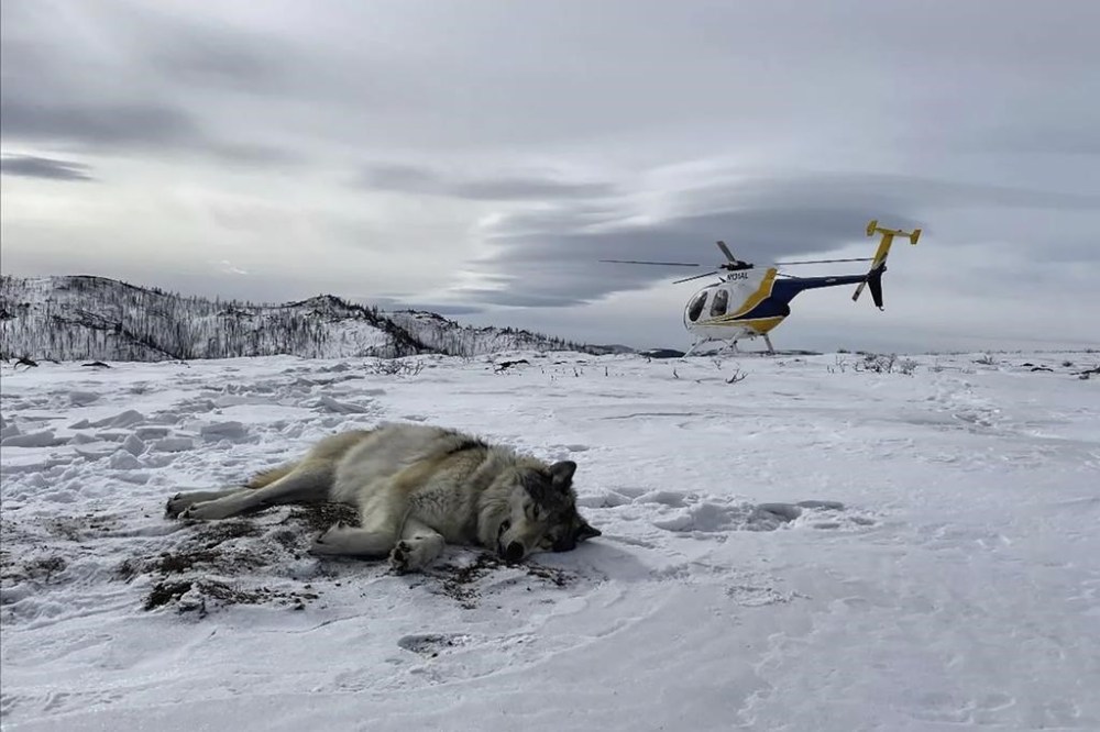In February 2021, Colorado Parks and Wildlife staff tranquilized and placed a GPS collar on male gray wolf 2101 after it had been spotted in north-central Colorado traveling with the female gray wolf 1084 from Wyoming’s Snake River Pack. (Eric Odell/Colorado Parks and Wildlife via AP)
