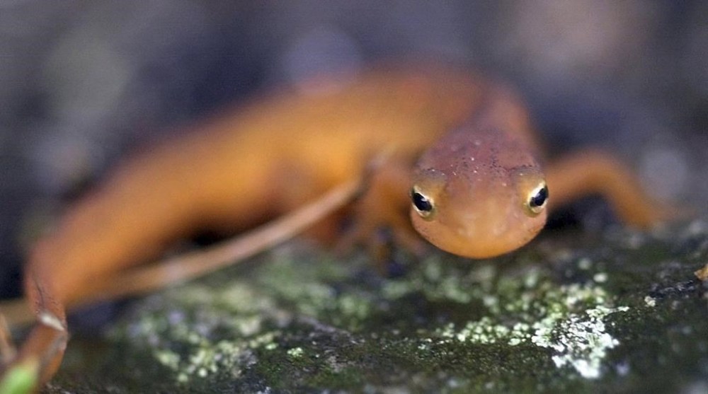FILE - A spotted newt crawls in the rain on Aug. 1, 2003, in Unity, N.H. The International Union for Conservation of Nature, the leading tracker of global biodiversity, released their new Red List of Threatened Species on Monday, Dec. 11, 2023, at the United Nations climate conference in Dubai. Amphibians are particularly at risk, with 41% under threat of extinction. (AP Photo/Jim Cole/File)