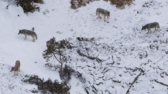 Gray wolves are thriving at Isle Royale National Park five years after authorities began a last-ditch attempt to prevent the species from dying out on the Lake Superior island chain, scientists said in June. (Rolf Peterson/Michigan Technological University via The Associated Press files)