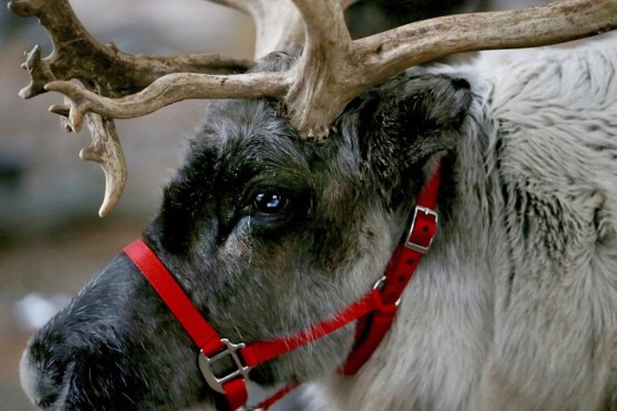 Reindeer eyes may have evolved to allow them to easily spot their preferred meal. (Ed Murray / NJ Advance Media / The Associated Press filesile)