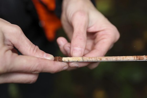 As native trees in the Pacific Northwest die off due to climate change, the U.S. Forest Service and others are turning to a strategy called 