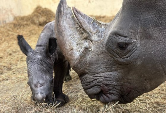 White rhino Sabi and her newborn calf. (handout / Toronto Zoo / The Canadian Press files)
