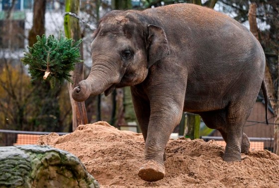 An Asian elephant throws a Christmas tree into the air during the annual Christmas tree feeding at Berlin Zoo on Thursday. (Jens Kalaene/dpa via The Associated Press)