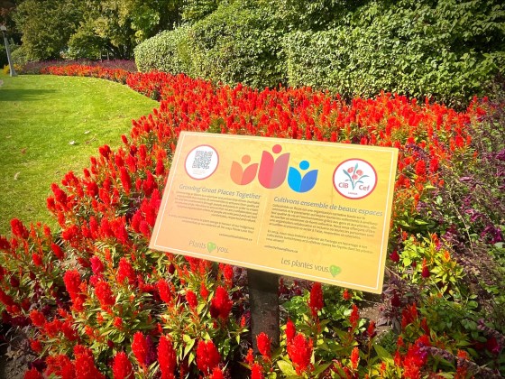 Get ready for a sea of orange flowers in 2024.