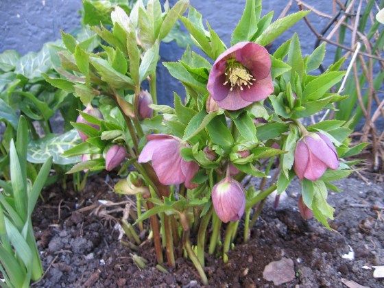 The Christmas Rose and the Lenten Rose make great companions for hostas. (Valerie Denesiuk photo)
