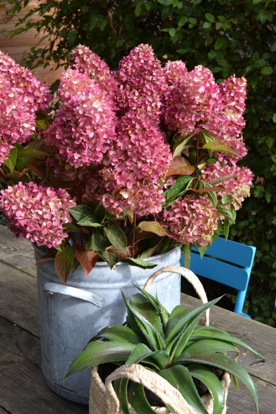 Dragon Baby Hardy Hydrangea grows to a height of 2-3 feet. (Bloomin' Easy)
