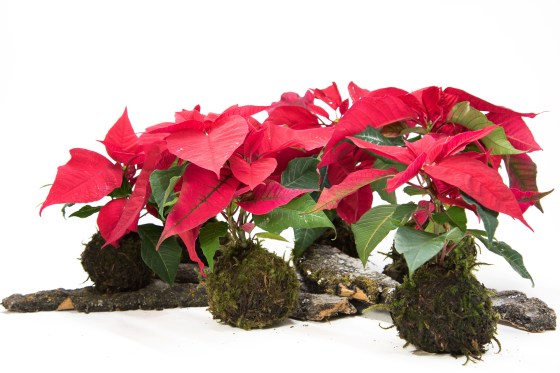 Make your own poinsettia kokedama (Caine Chow photo)