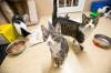 MIKAELA MACKENZIE / WINNIPEG FREE PRESS FILES
                                Several changes to the responsible pet ownership bylaw, including allowing Winnipeggers to resume trap, neuter and return programs of community cats, has been approved by city council’s community services committee. The plan will now move to council for a final vote.