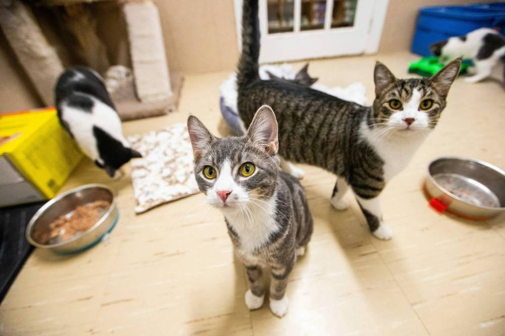MIKAELA MACKENZIE / WINNIPEG FREE PRESS FILES
Several changes to the responsible pet ownership bylaw, including allowing Winnipeggers to resume trap, neuter and return programs of community cats, has been approved by city council’s community services committee. The plan will now move to council for a final vote.