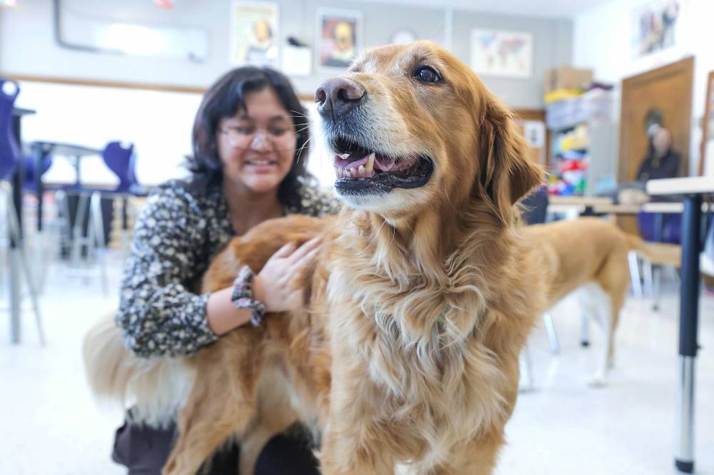 RUTH BONNEVILLE / WINNIPEG FREE PRESS
St. James Collegiate Grade 9 student, Kat Aseron, is all smiles as she pets Charlie, a canine trained in supporting students and staff with stress and behaviour challenges. Charlie is one of the division’s newest additions to its therapy-dog-in-residence program.