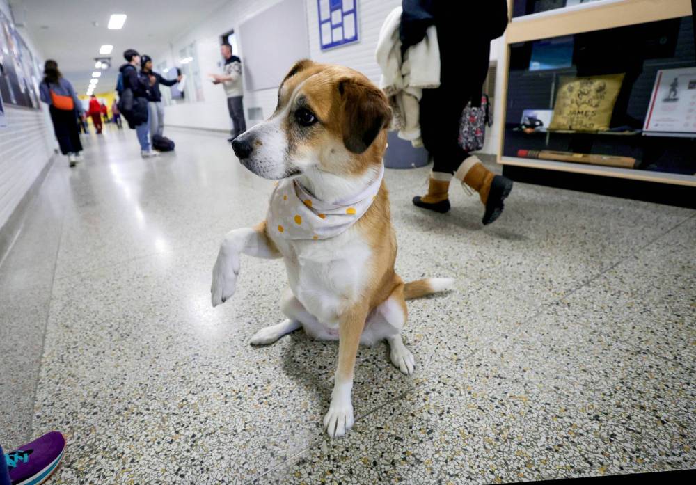 RUTH BONNEVILLE / WINNIPEG FREE PRESS
Daisy, hanging out in the halls with students at St. James Collegiate Wednesday.