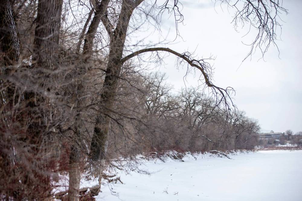 MIKAELA MACKENZIE / WINNIPEG FREE PRESS
                                The trees in question abut the Seine River, from Fort Gibraltar to its junction with the Red River.