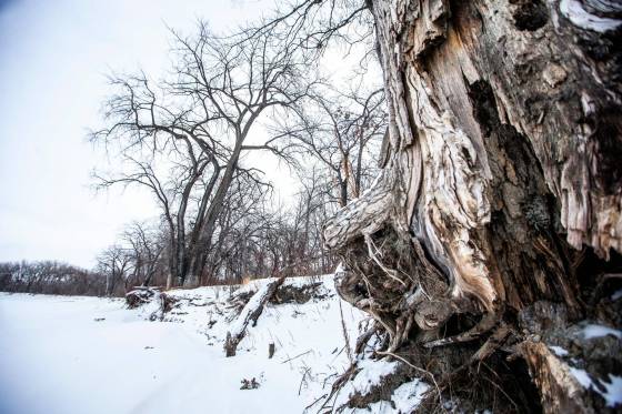 Pam Lucenkiw says cottonwood trees were once abundant along rivers but many have since vanished, increasing the need to preserve the rest. (Mikaela MacKenzie / Winnipeg Free Press)