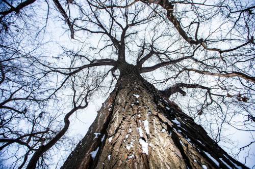 MIKAELA MACKENZIE / WINNIPEG FREE PRESS
                                Cottonwood trees between Fort Gibraltar and the Seine River, which the city is considering designating as a a historic site, on Monday, Jan. 22, 2024. For Joyanne story. Winnipeg Free Press 2024