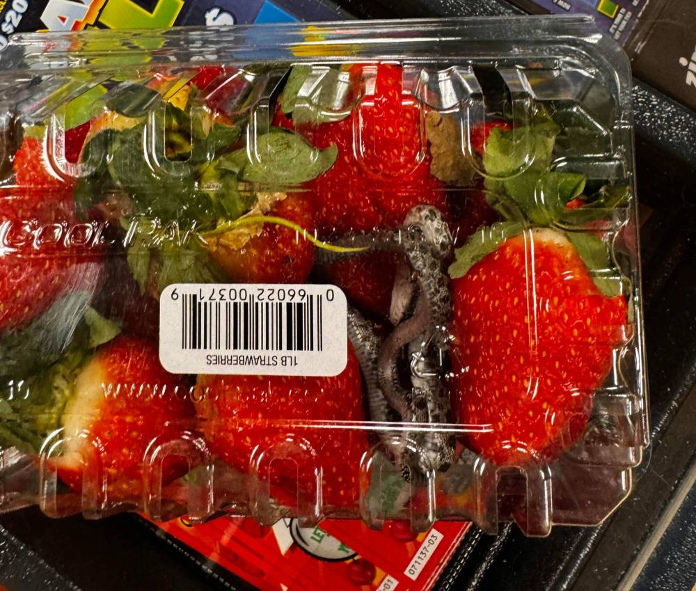 SUPPLIED
                                A Winnipeg man found a dead snake in a carton of strawberries at Safeway on Saturday.