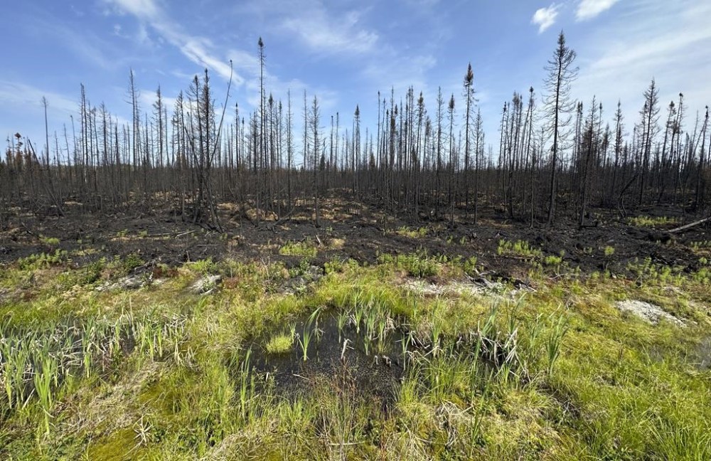 A Chibougamau, Que., man is scheduled to appear in court this afternoon where he is expected to plead guilty to setting a number of fires in the summer. A small puddle is seen at the edge of an area of forest destroyed by fire in Quebec on Wednesday, July 5, 2023. THE CANADIAN PRESS/Adrian Wyld