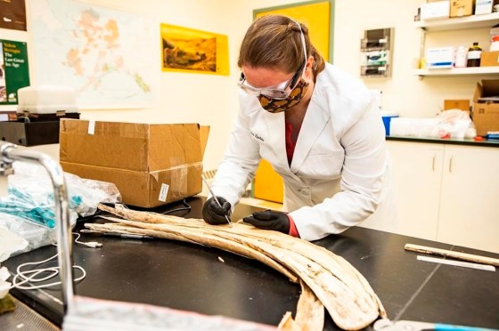 Karen Spaleta, deputy director of the Alaska Stable Isotope Facilityy, takes a sample from a mammoth tusk found at the Swan Point archeological site. (Handout / University of Alaska Fairbanks / The Canadian Press)