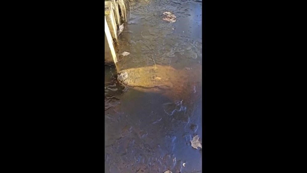 In this image taken from video provided by TMX/The Swamp Park, an alligator is seen under the ice at The Swamp Park in Ocean Isle Beach, N.C., Sunday, Jan. 21, 2024. (TMX/The Swamp Park via The AP)