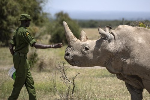 FILE - A ranger reaches out towards female northern white rhino Najin, 30, one of the last two northern white rhinos on the planet, in her enclosure at Ol Pejeta Conservancy in Kenya on Aug. 23, 2019. Researchers said Wednesday, Jan. 15, 2020. Researchers have created a southern white rhino embryo in a lab and transferred it into a southern white rhino surrogate mother who is now 70 days pregnant, the BioRescue scientific and conservation consortium said Wednesday, Jan. 24, 2024. They say the embryo transfer and pregnancy are proof of a concept that could be used to help save the northern white rhino subspecies from extinction. (AP Photo/Ben Curtis, File)