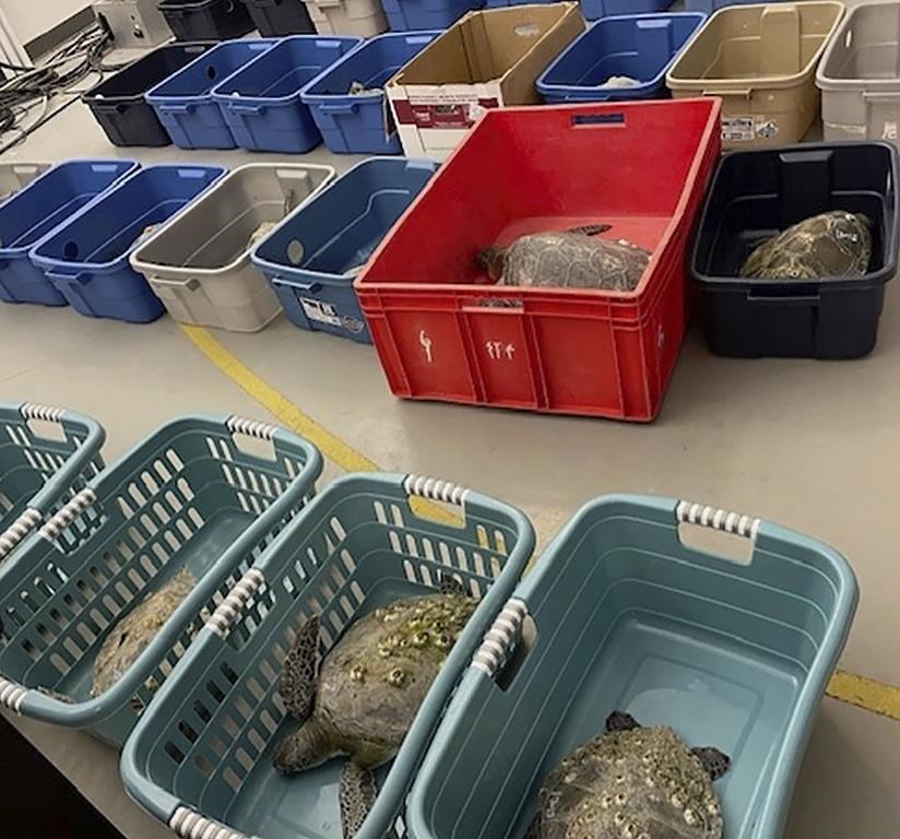 Scores of North Carolina sea turtles have died after being stunned by
