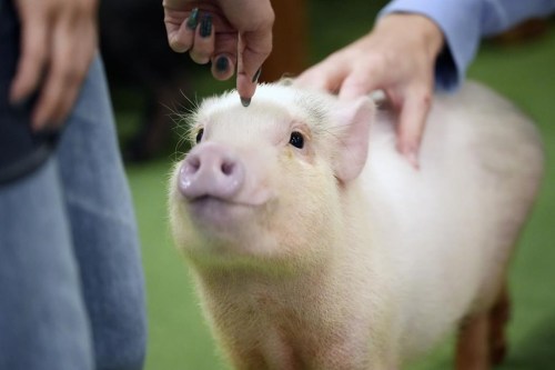 Customers play with a micro pig at a mipig cafe, Wednesday, Jan. 24, 2024, in Tokyo. The dozens of people at Tokyo’s Mipig Café on a recent morning were taking selfies and breaking into huge smiles. The pigs, a miniature breed, trotted about the room, looking for a cozy lap to cuddle up. Customers pay $15 for the first 30 minutes and a reservation is required. (AP Photo/Eugene Hoshiko)
