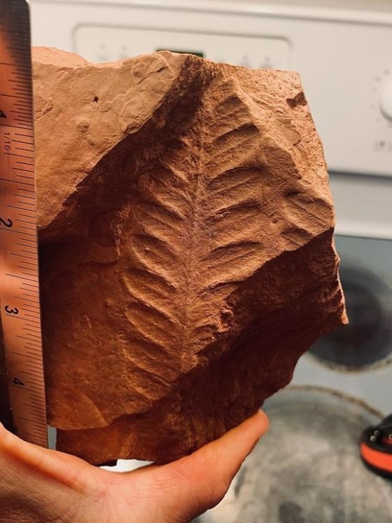 The fossil of an extinct 