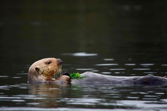 Bringing sea otters back to a California estuary has helped restore the ecosystem. (Emma Levy via The Associated Press files)