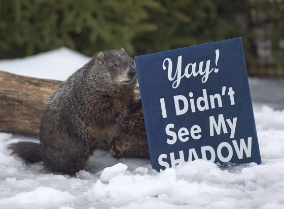 Shubenacadie Sam, seen here in 2018, did not see his shadow today. (Andrew Vaughan / The Canadian Press files)