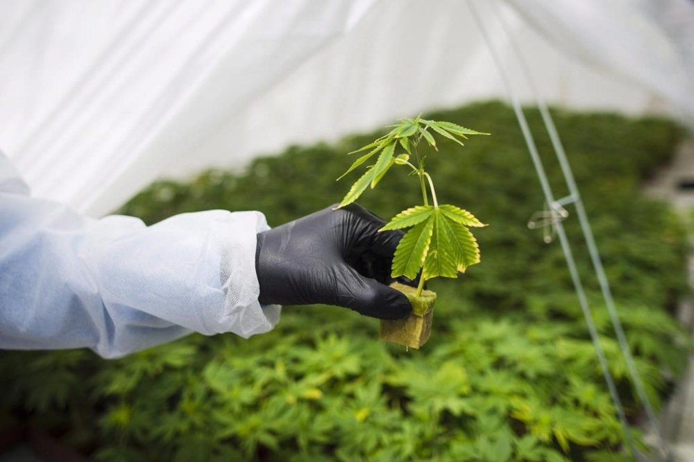 A large Ontario study says cannabis use could lead to anxiety and pre-existing anxiety disorders could worsen. A young cannabis plant is shown in Fenwick, Ont., Tuesday, June 26, 2018. THE CANADIAN PRESS/ Tijana Martin