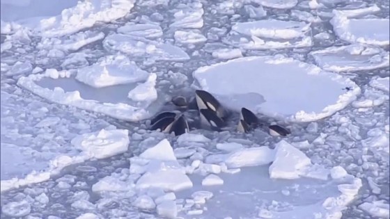 A pod of killer whales bobbing up and down in a small gap surrounded by drift ice in Rausu, Hokkaido, northern Japan, on Feb. 6. (NTV-NNN via The Associated Press)