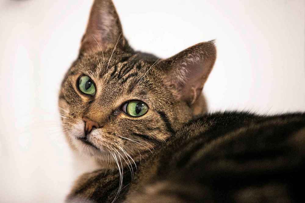 One of the felines at Craig Street Cats. (Mikaela MacKenzie / Winnipeg Free Press)