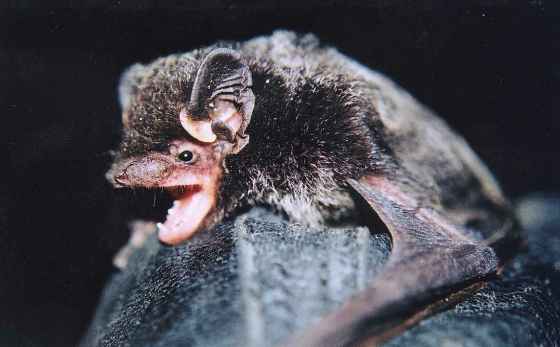 A silver-haired bat is shown in this undated handout photo. (Handout / Cori Lausen / The Canadian Press)