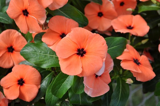 Pantone 2024 Color of the Year — Peach Fuzz. (Pantone)