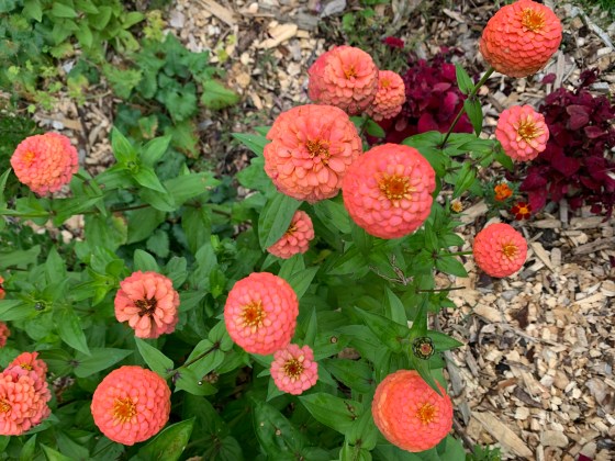 Zinnia Oklahoma Salmon heirloom variety (Lyndon Penner)