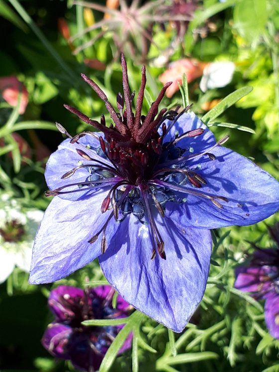 Blue-flowered Nigella love-in-a-mist (Kelley Liebzeit)