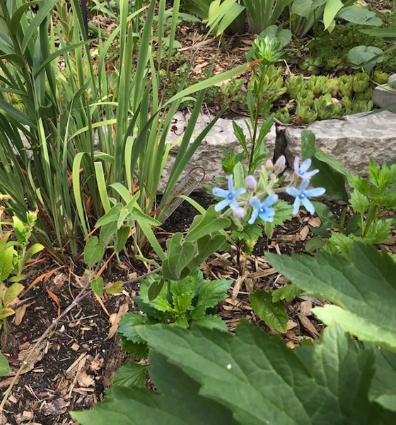 Blue-flowered milkweed_Tweedia (Debbie Innes)