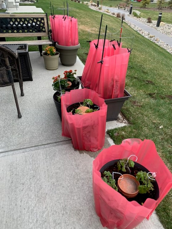 Water saving unglazed terra cotta wine coolers in container gardens. (Vic Lesser)